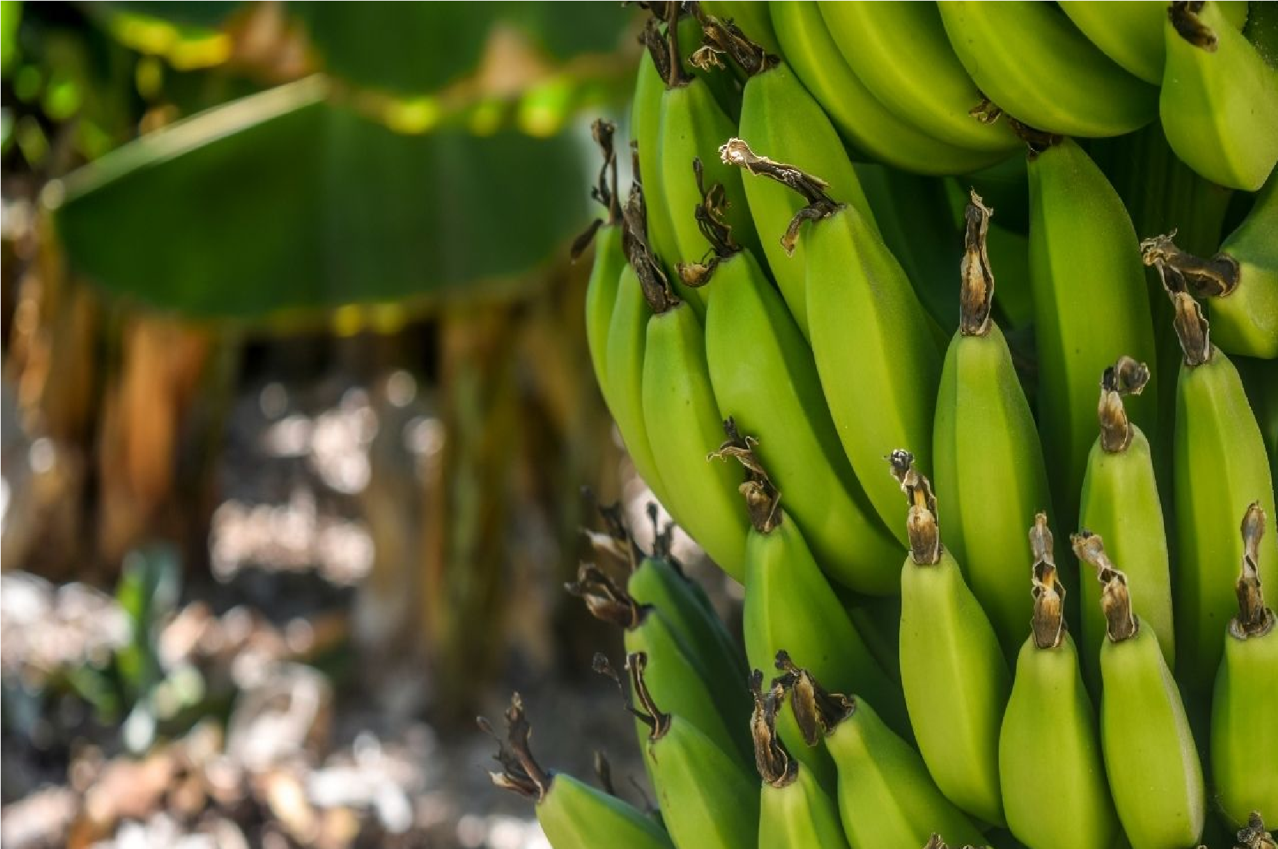 Kaccha Kela Recipe: કાચા કેળાની આ રેસિપી ઘરે જ બનાવો, સ્વાદની સાથે સ્વાસ્થ્ય પણ સારું રહેશે. 2 Make this raw banana recipe at home it will be healthy along with the taste. 1