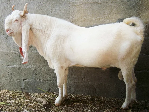 This is the most unique goat in the world which people say The neighbor has come 1