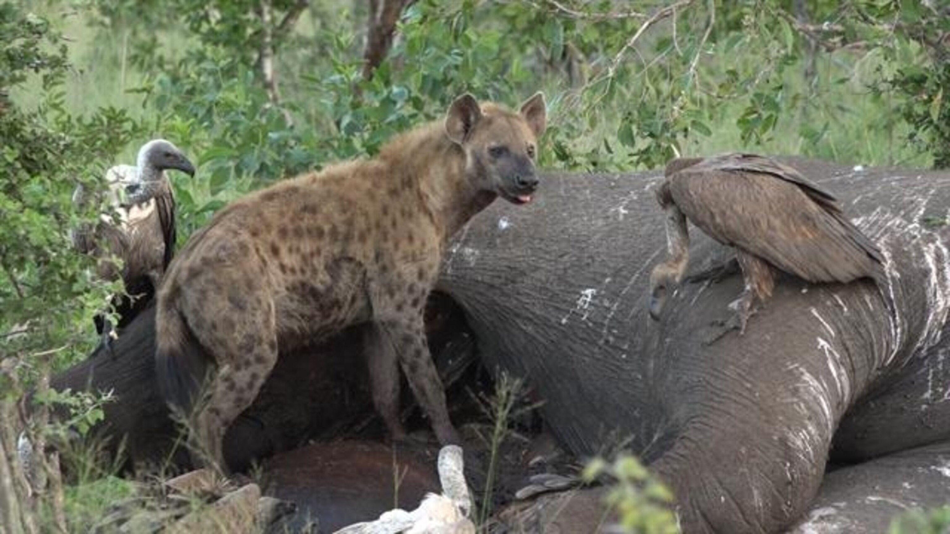 hyena vultures eating dead elephant suddenly lion attacks animals run to save23
