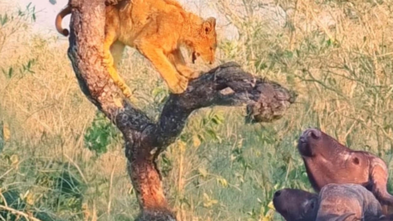 lion cub stuck on tree buffaloes surround attack south africa shocking wildlife viral video 1