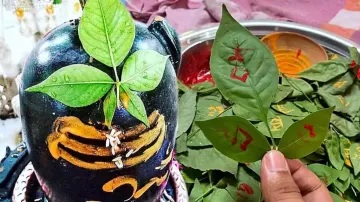 Gujarat News: શ્રાવણ આવતાજ બીલીપત્રના ભાવ માં વધારો, ભાવ 150 થી 200 રૂપિયા સુધી પહોંચી જાય છે. 2 શ્રાવણ આવતાજ બેલપત્રના ભાવ માં વધારો1