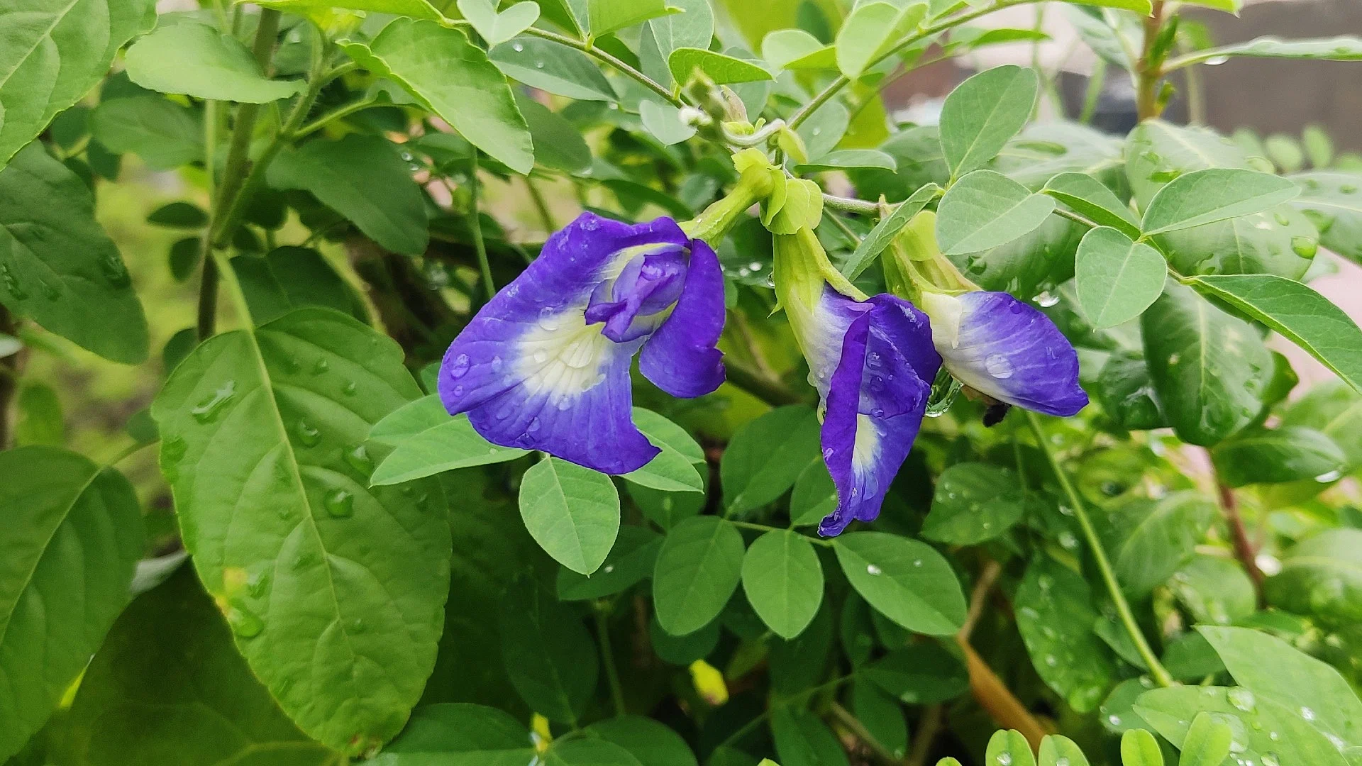 આ વાદળી ફૂલનો ઉપાય બદલી શકે છે તમારું ભાગ્ય, આર્થિક સમસ્યાઓ થશે દૂર! 2 aparajita flower benefits upay astrology in hindi for late marriage jobs all every wish will be fulfilled