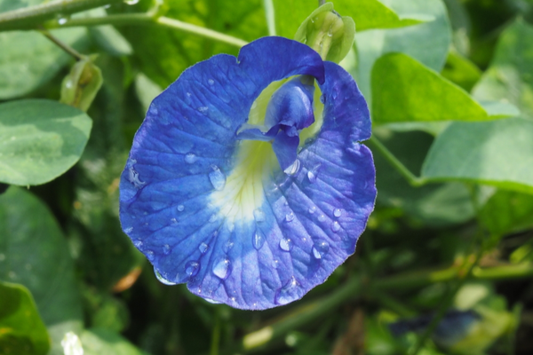 આ વાદળી ફૂલનો ઉપાય બદલી શકે છે તમારું ભાગ્ય, આર્થિક સમસ્યાઓ થશે દૂર! 3 aparajita flower benefits upay astrology in hindi for late marriage jobs all every wish will be fulfilled1