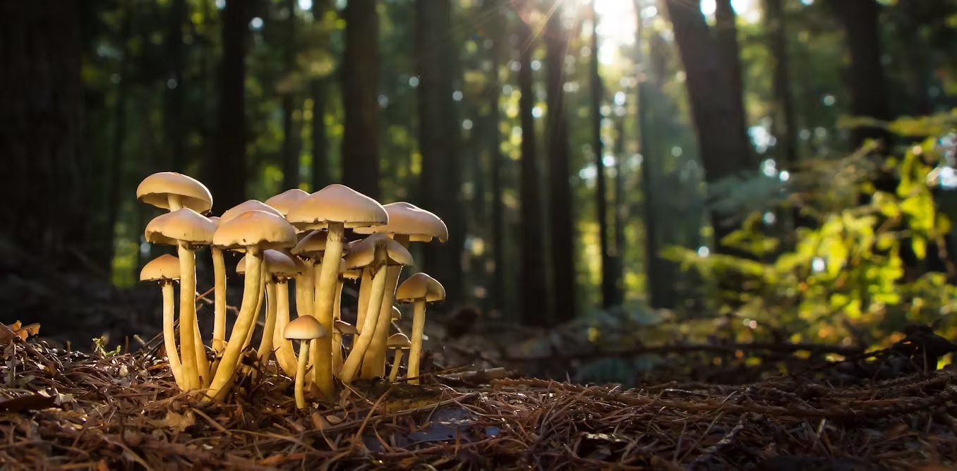 do trees communicate with each other through fungus know interesting facts2