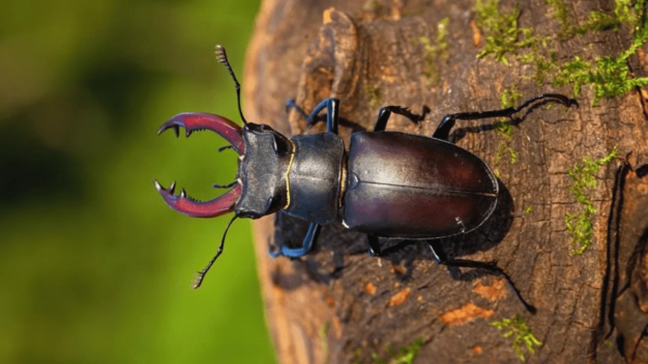 amazing stag beetles known as most expensive insect have weird properties1