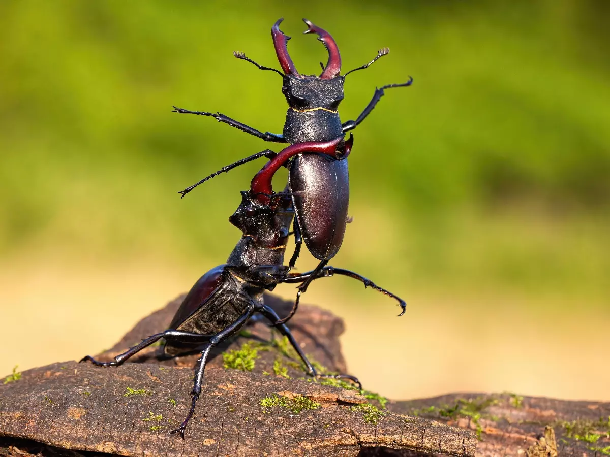 amazing stag beetles known as most expensive insect have weird properties2