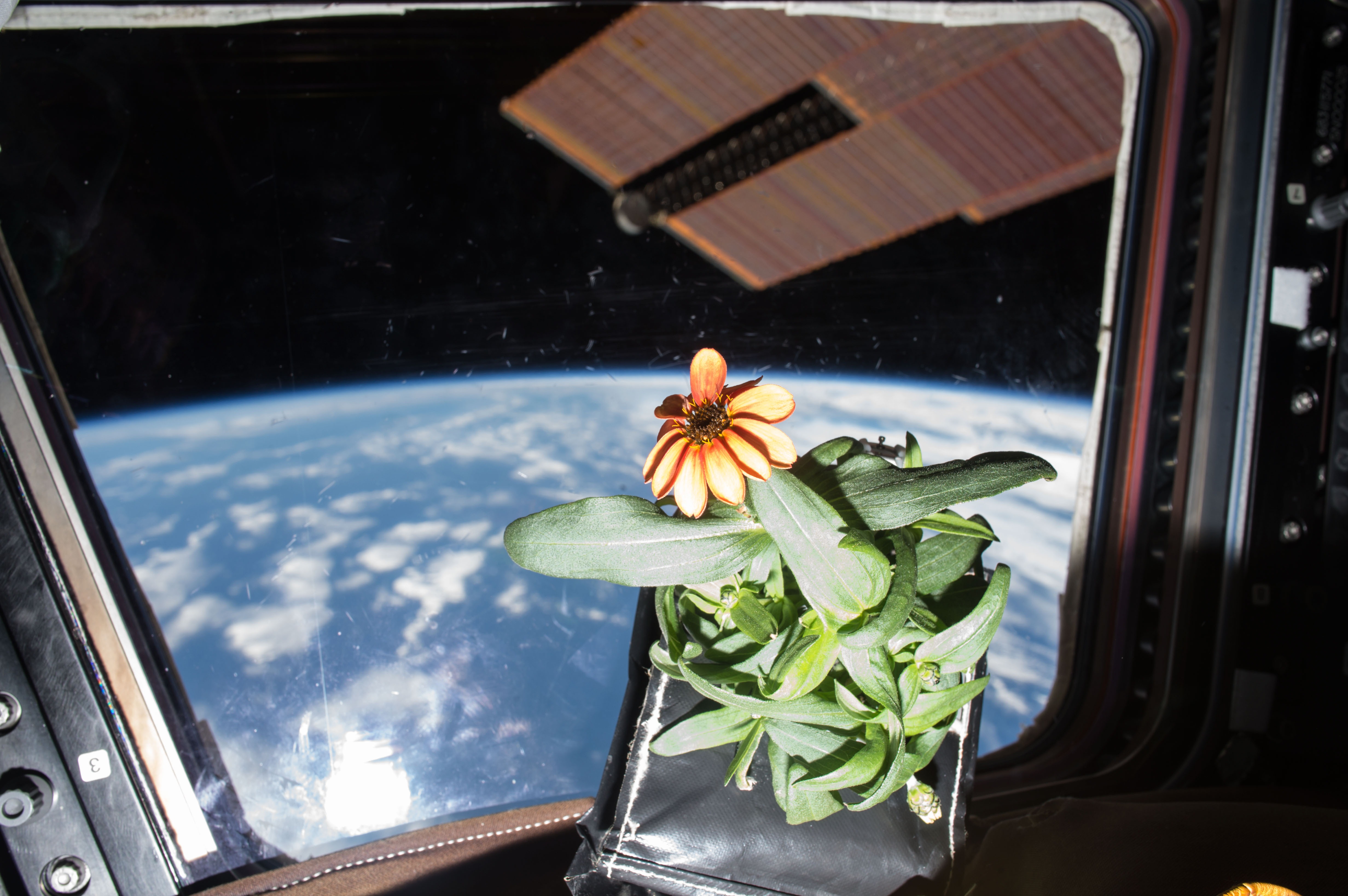 space farming why plants grown in air in space how do they grow without soil werw