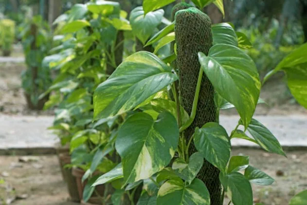 which tree is good in front of house as per vastu which plant is good for entrance vastu wer