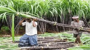 big news for sugarcane farmers in up yogi government decision on sugar industry1