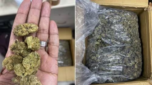 drug smuggling busted at kochi airport passenger arrested with hybrid marijuana worth rs 5 crore 1