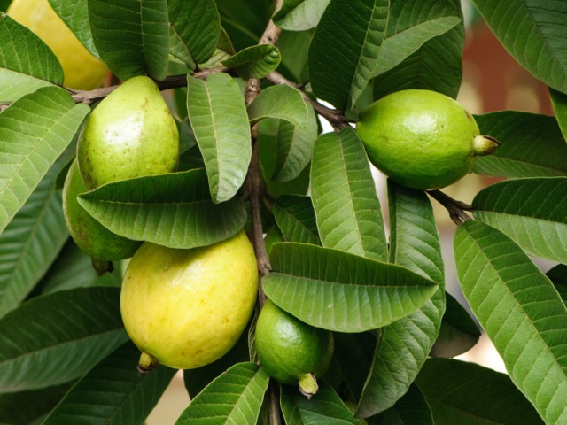 જામફળના પાનમાં છુપાયેલો છે સ્વાસ્થ્યનો ખજાનો, જાણો તેના ફાયદા અને સેવન કરવાની યોગ્ય રીત 2 what are the health benefits of guava leaves and know how to consume in a right way1