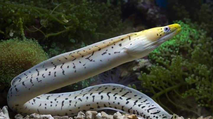 eel fish give 860 volts electric shock this fish can kill crocodile in waterertyui