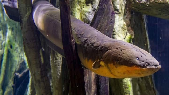 eel fish give 860 volts electric shock this fish can kill crocodile in