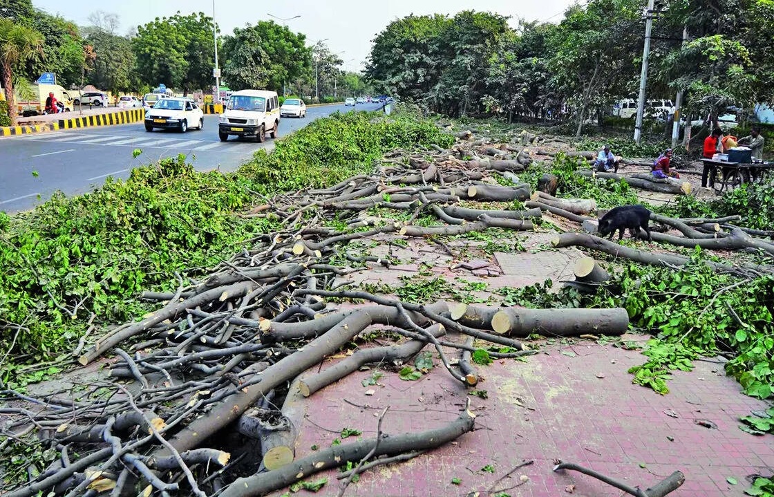gurugram these 3 roads will be widened by cutting 943 green trees1